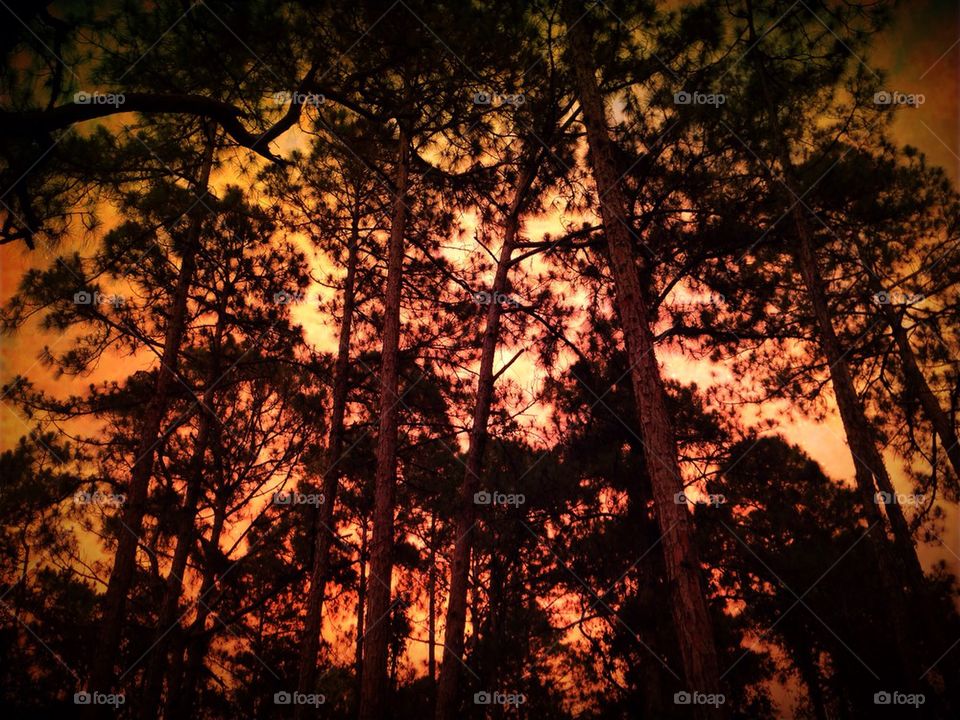 Sunset through pines