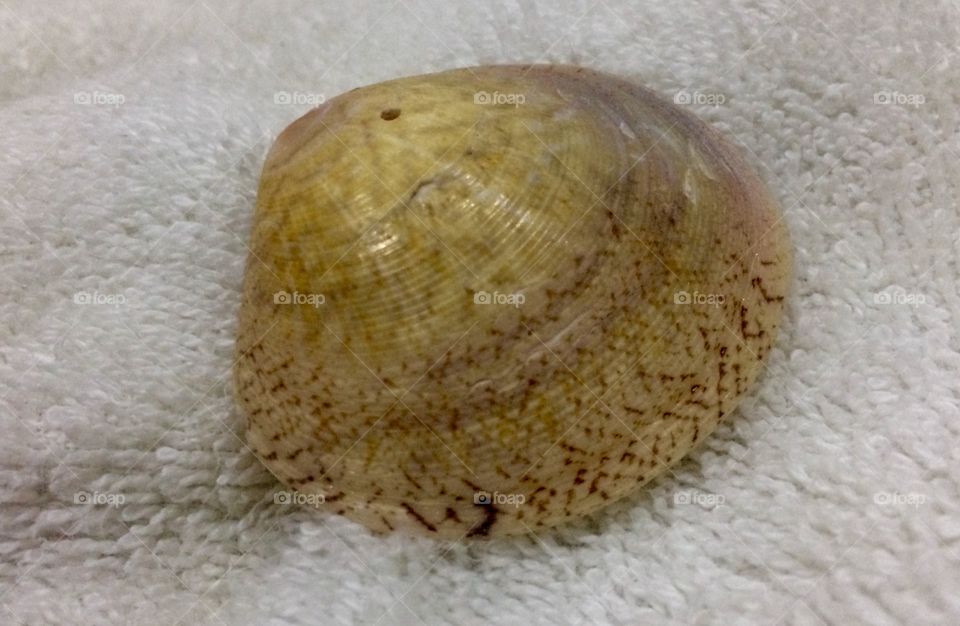 Majestic shell