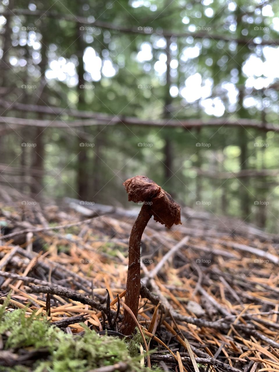 Umbrella mushroom 