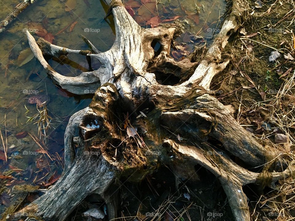 Your basic stump at the edge of a receding lake