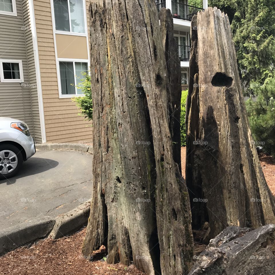 A gigantic stump outside of my apartment building