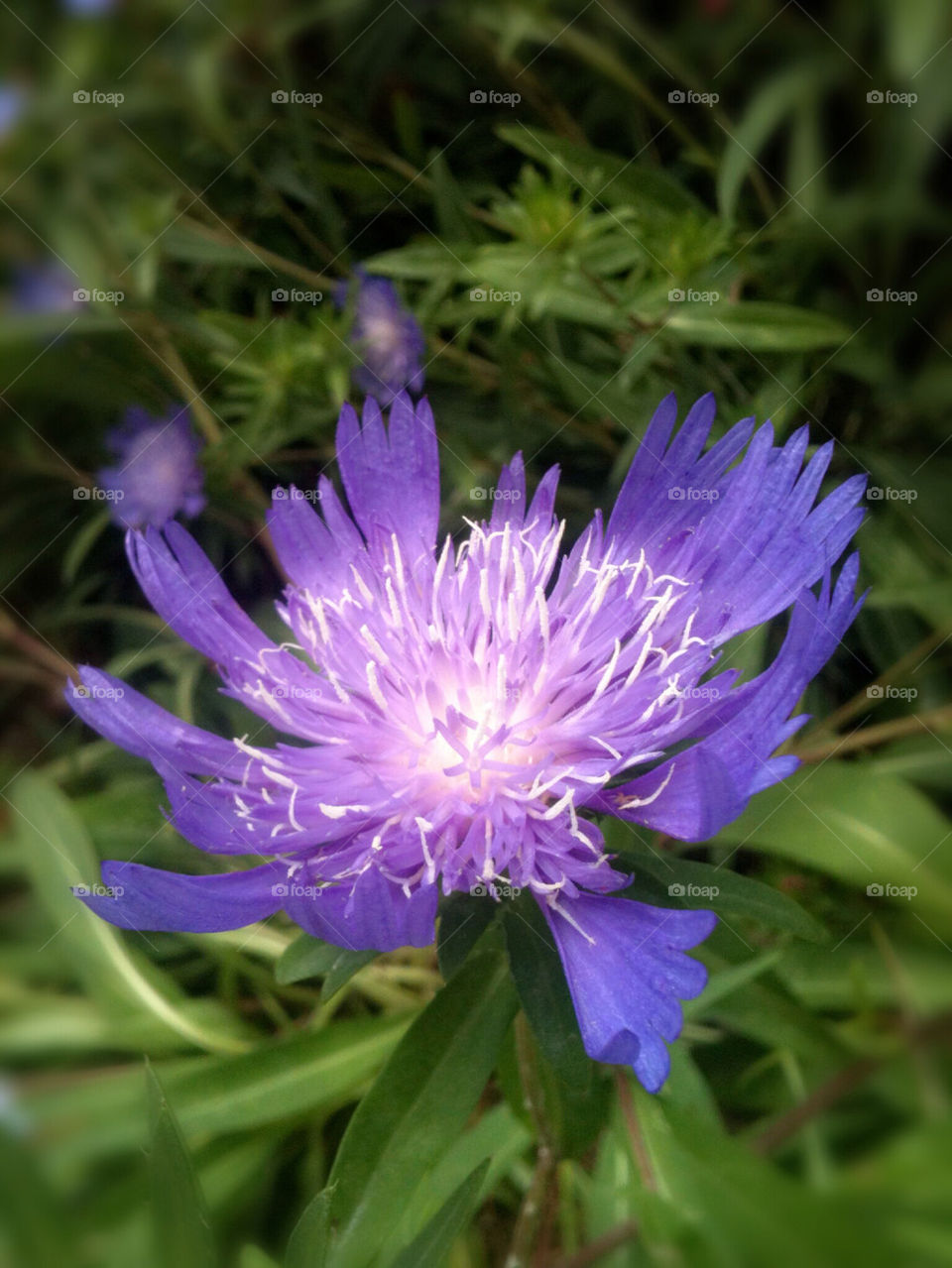 BLUE ASTER