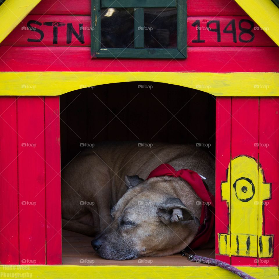 Firehouse pup 