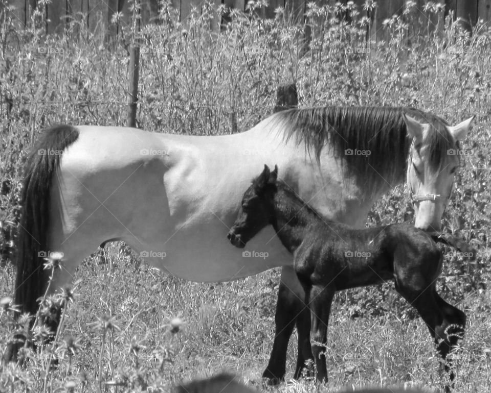 black and white Majestic