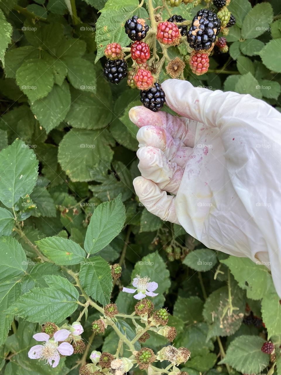 Eco-friendly glove made of corn useful to pick up ripe blackberries 