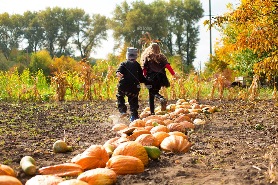 Fall, Leaf, Pasture, Thanksgiving, Season