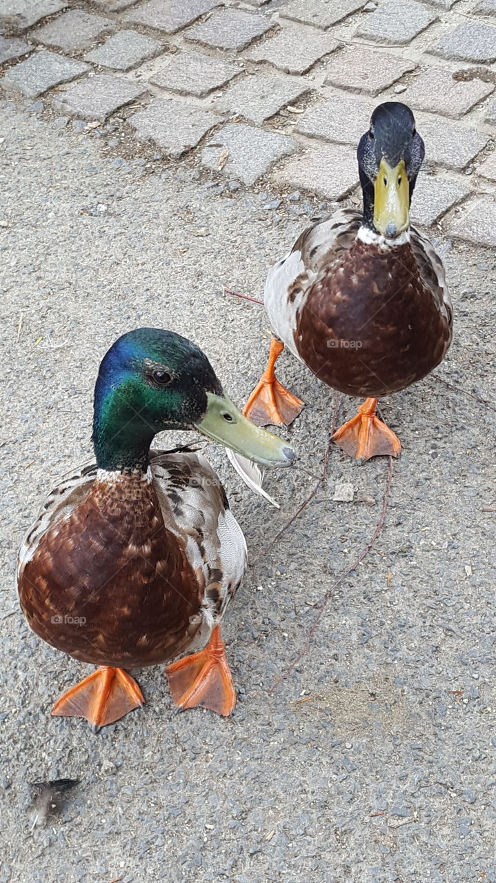 2 Little Ducks Go Quack, Quack, Quack!