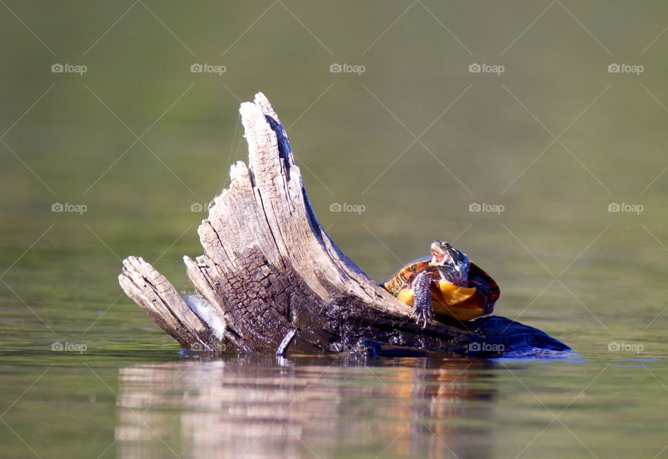 Turtle on driftwood