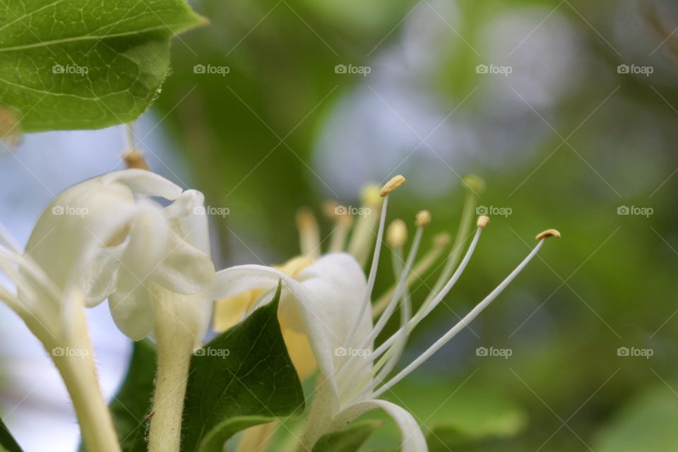 Honeysuckle 