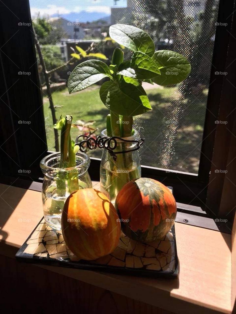 Window View Contrast