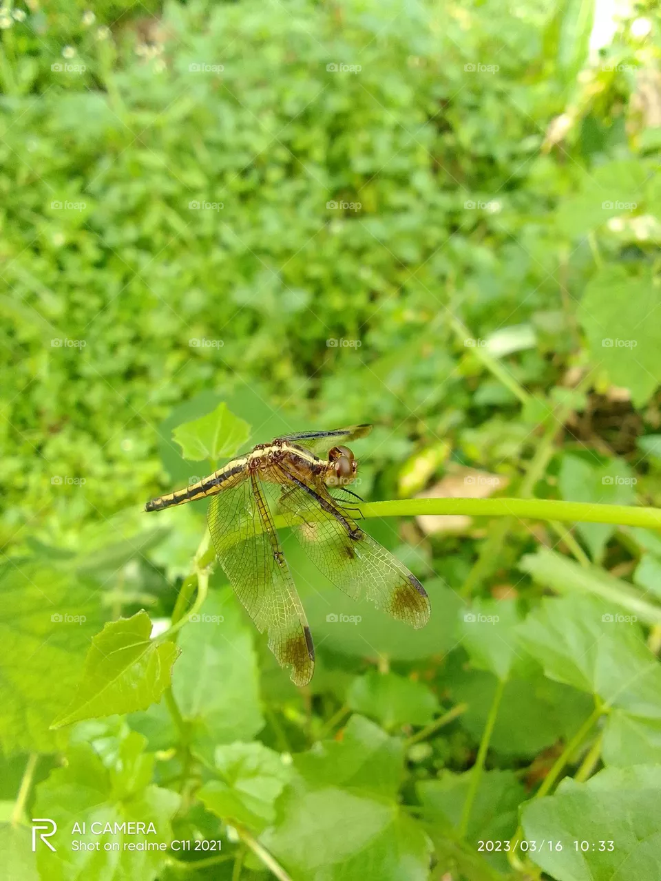 Dragonfly