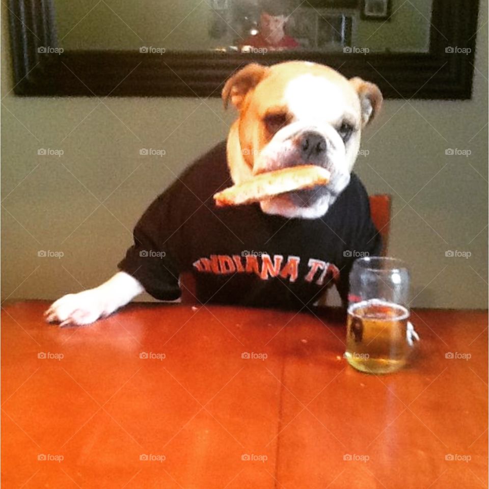 Ruff day. . Bulldog eating pizza and drinking a beer. 