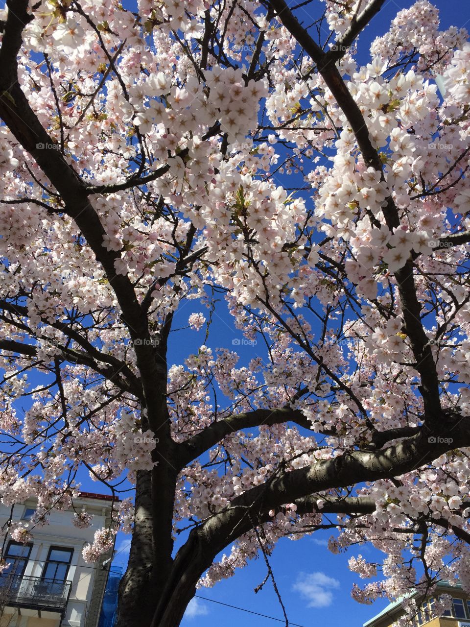 Low angle view of cheery blossom tree