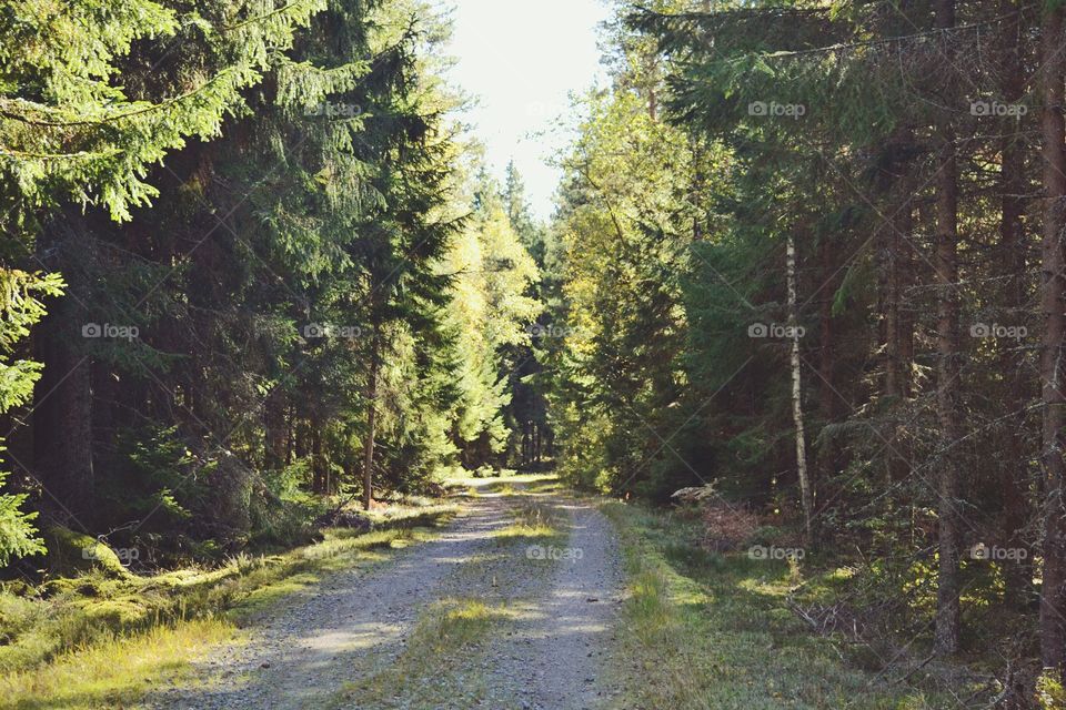 Road in the forest