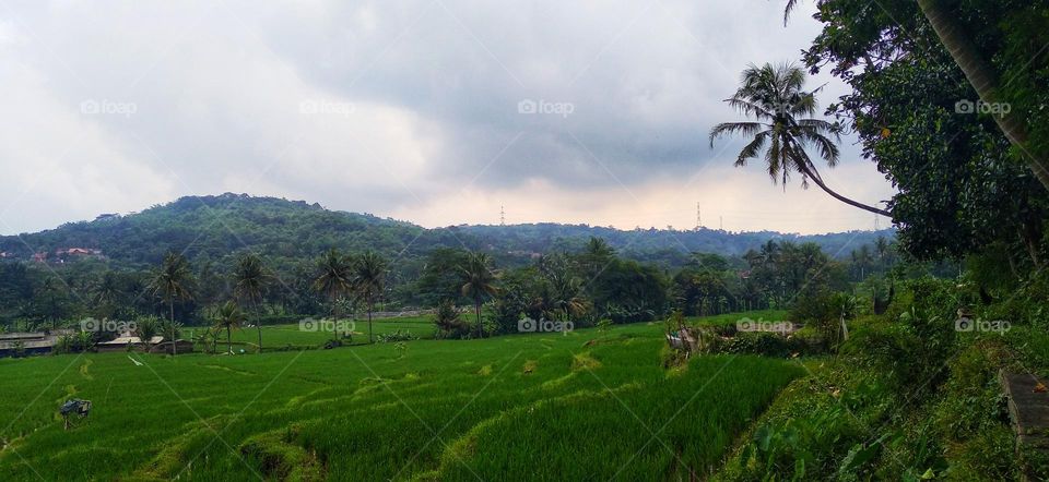 View of the rice fields and surrounding areas when it's cloudy