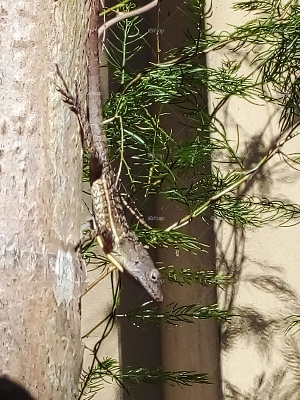 Small outdoor garden lizard sun bathing on a palm tree.