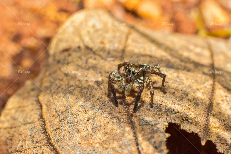 small jumping spider on a dead leaf