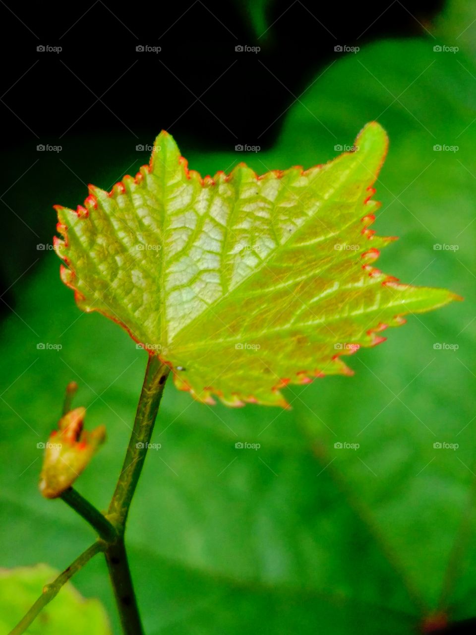 Leaf and the change in colour