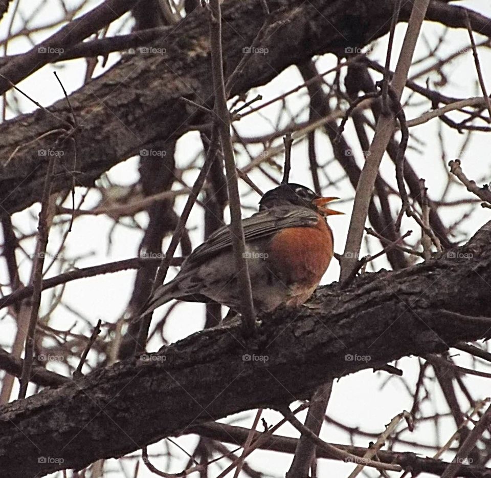 Bird in a tree chirping 