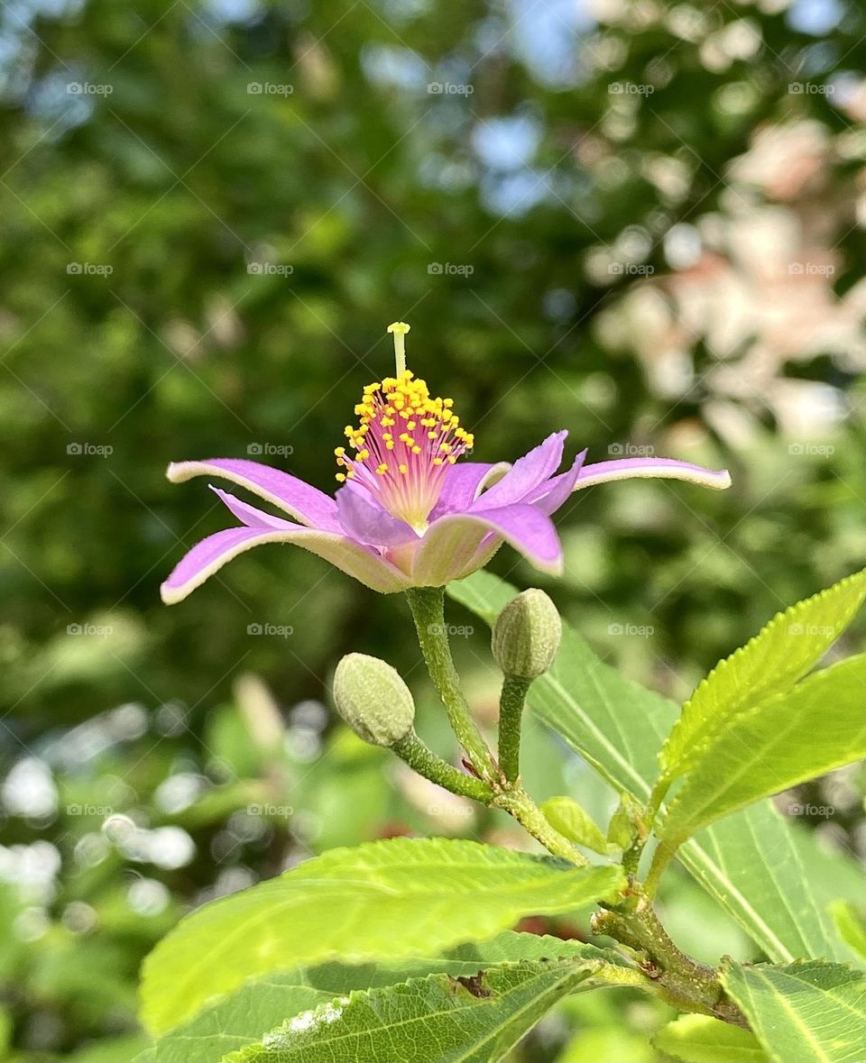 Side view of a pretty pink flower