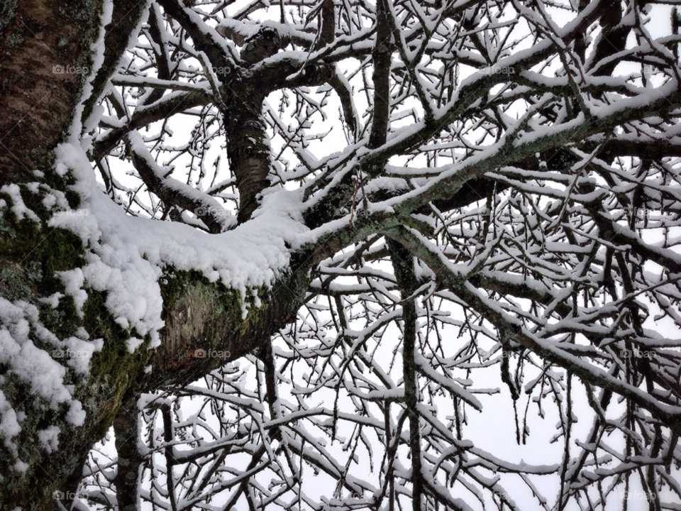 snow winter white tree by elektroseb