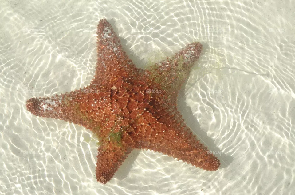 orange starfish in crystal clear shallow water in the caribbean sea