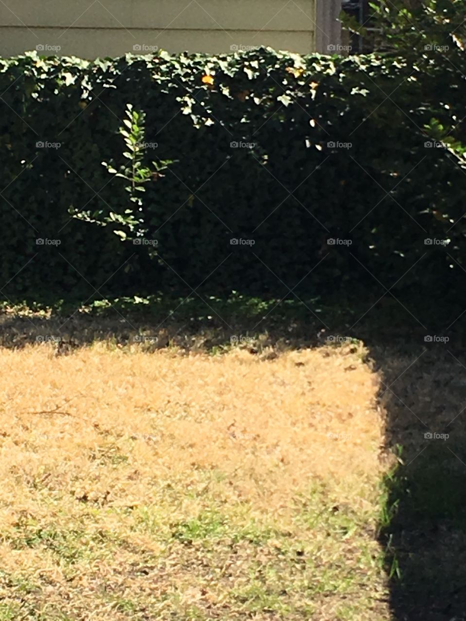 Enjoying this crazy weather we have in the Deep South 