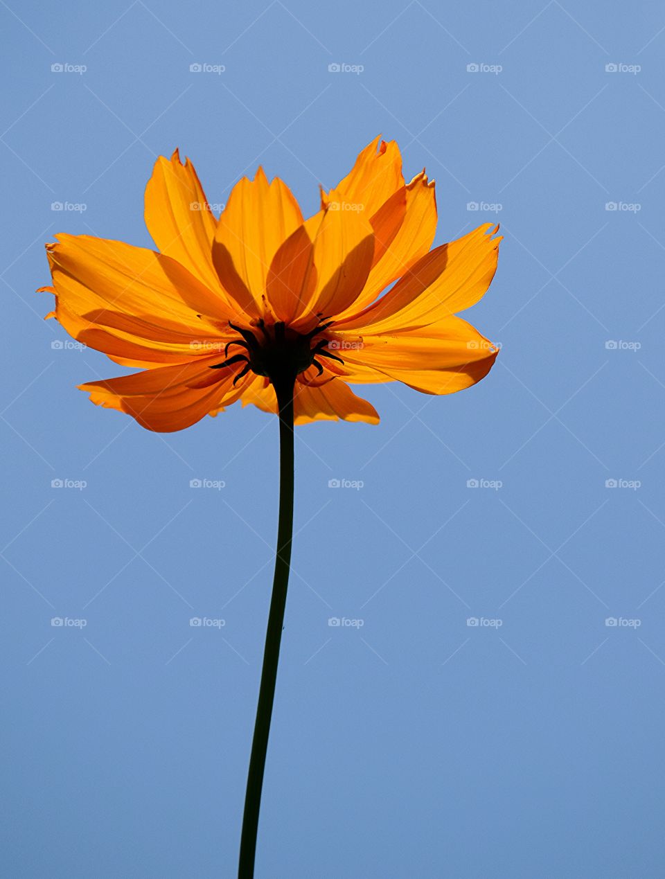 yellowcosmos. yellowcosmos