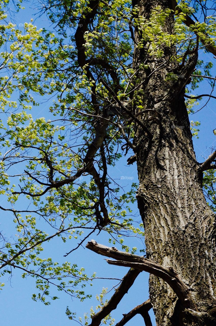 Nature. Tree