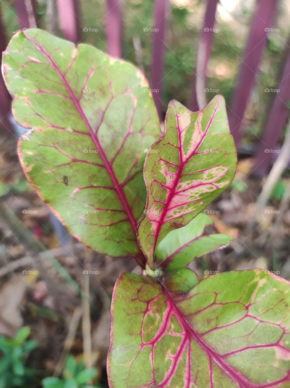 Part of beautiful nature around the corner