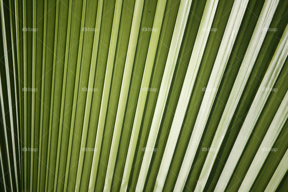 Lines and shades, palm leaf