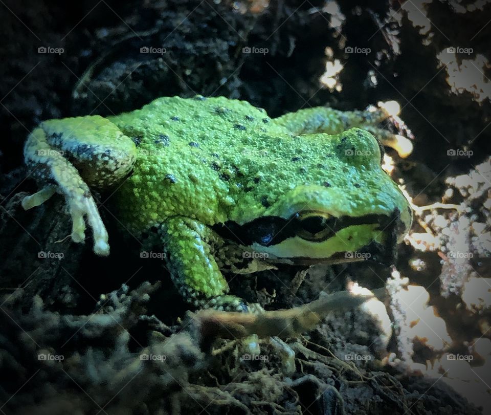 Another frog in the garden 