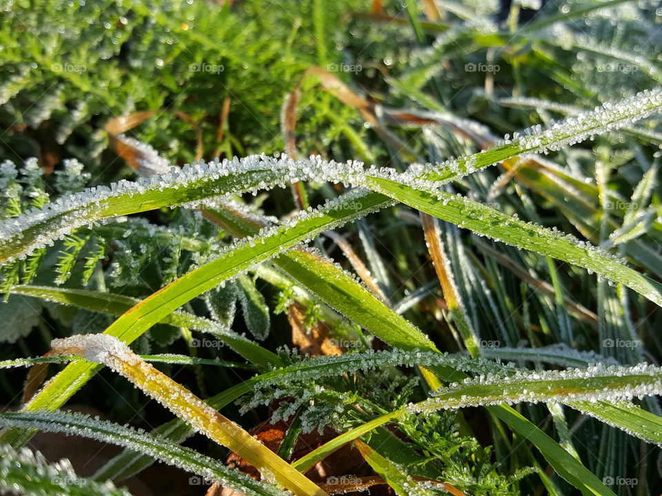Frosted grass leaves in the morning