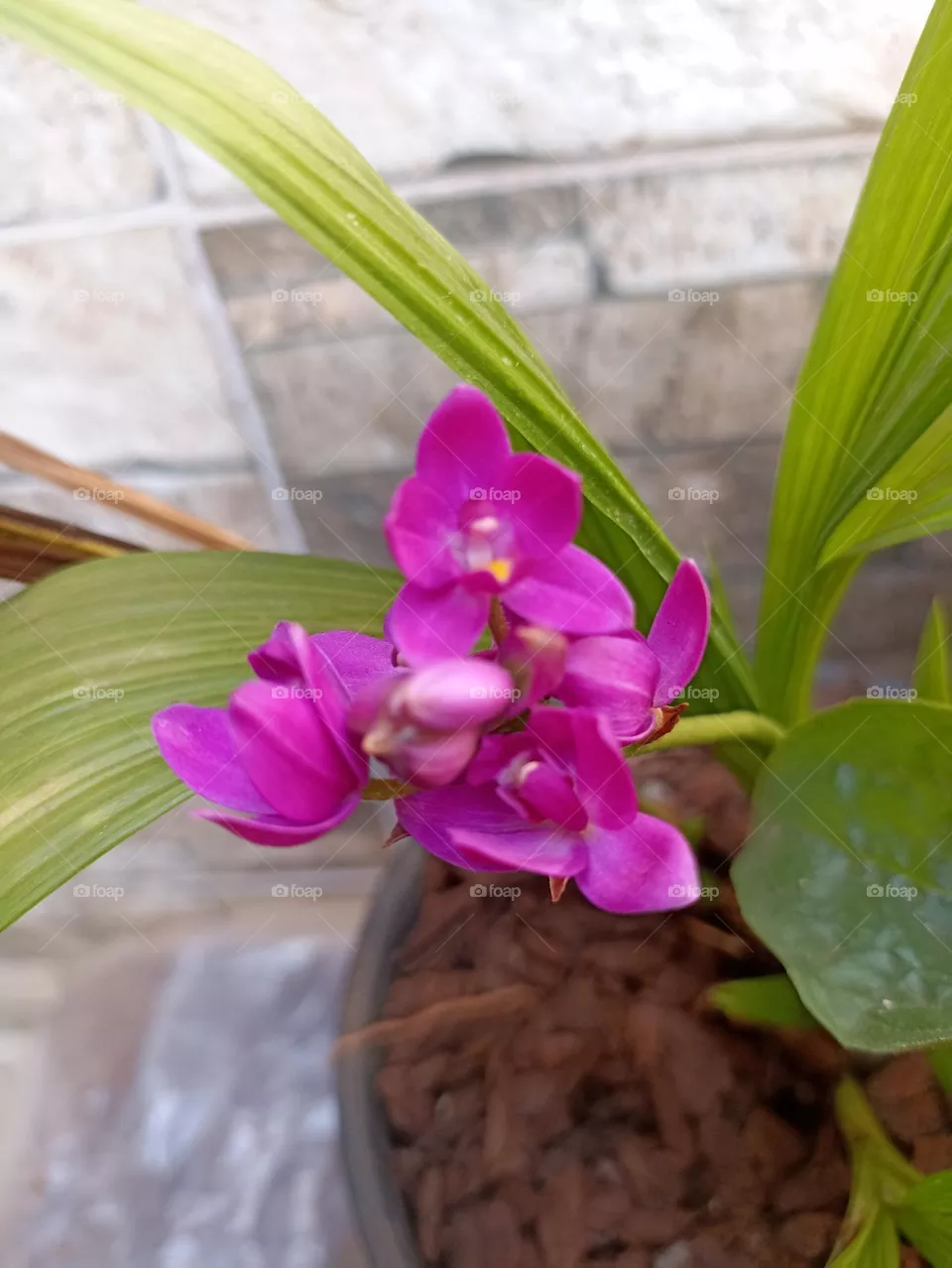 flor