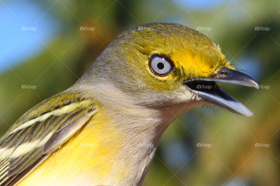 yellow nature bird feather by melanotis