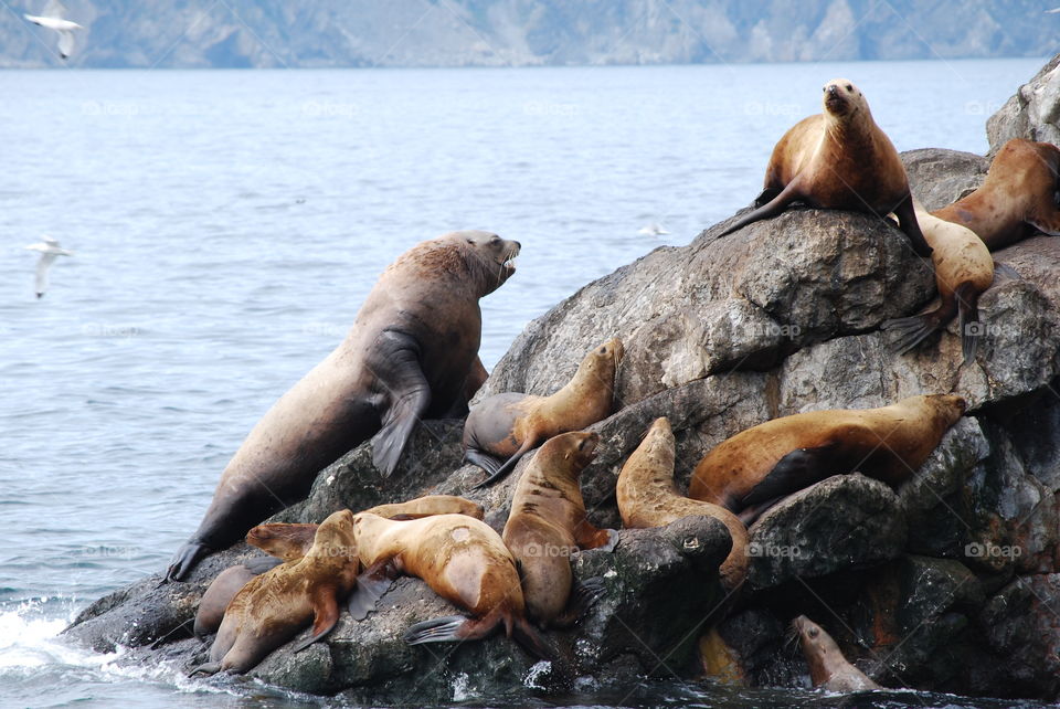 King of the Hill. Sea lions in Resurrection Bay, Seward, Alaska