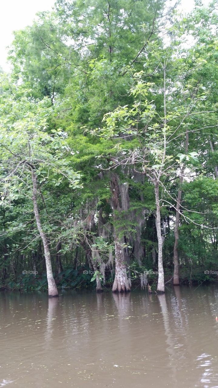 Cypress Trees in Louisiana