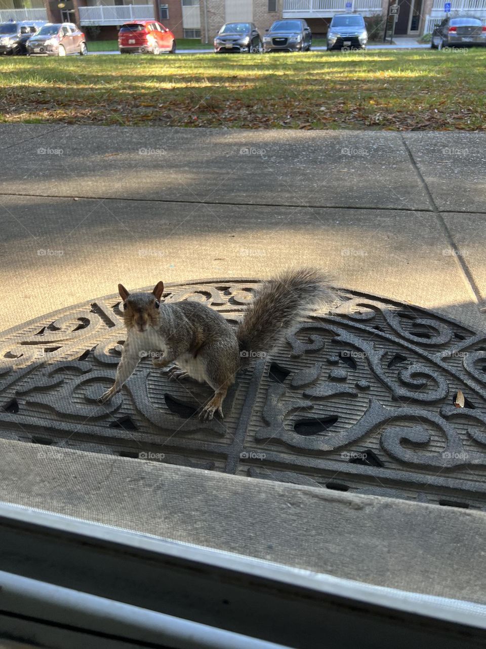 Hi fliffy tail squirrel
