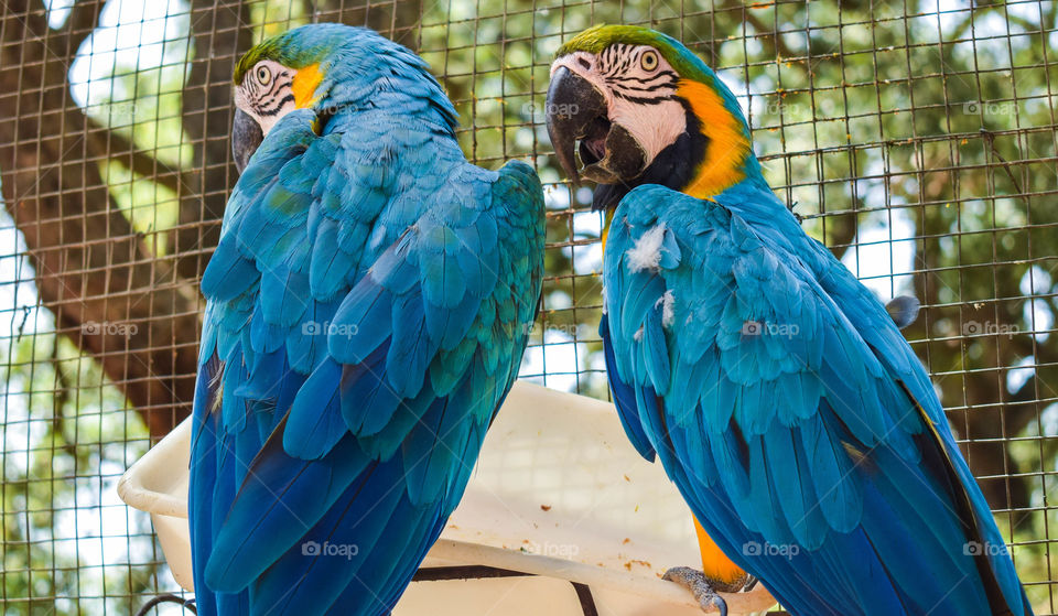 a pair of parrots at my local zoo