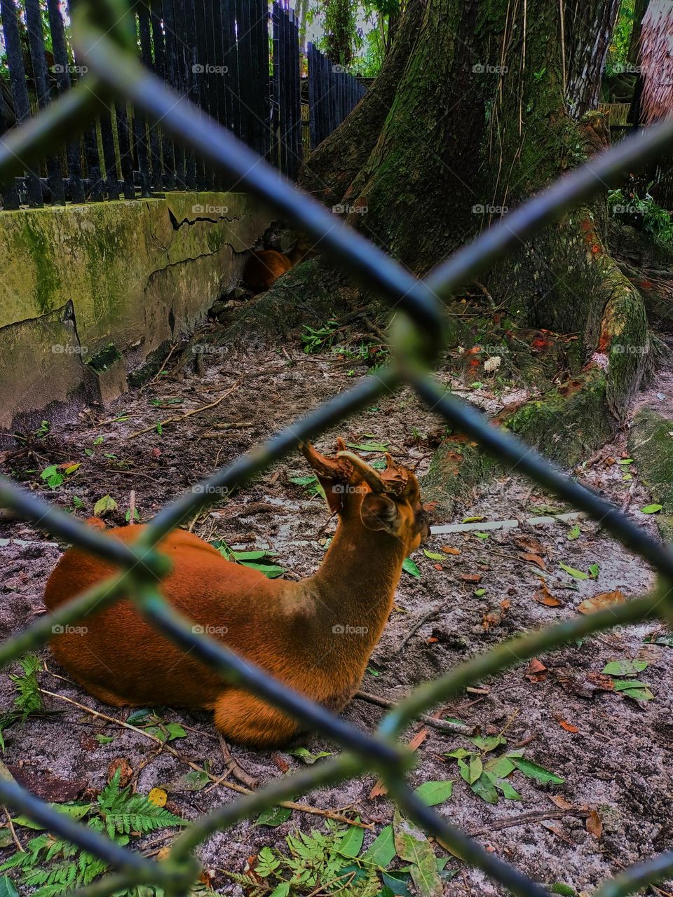 Reeves' muntjac, also known as the Chinese muntjac, is a species of
muntjac found widely in southeastern China and Taiwan. Reeves's muntjac at Frankfurt Zoo in siantar, north sumatra,
Indonesia