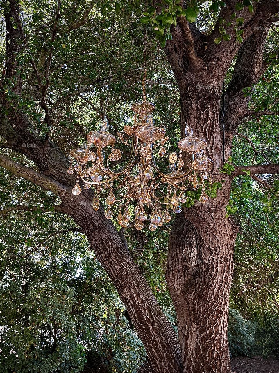 Chandelier In A Tree