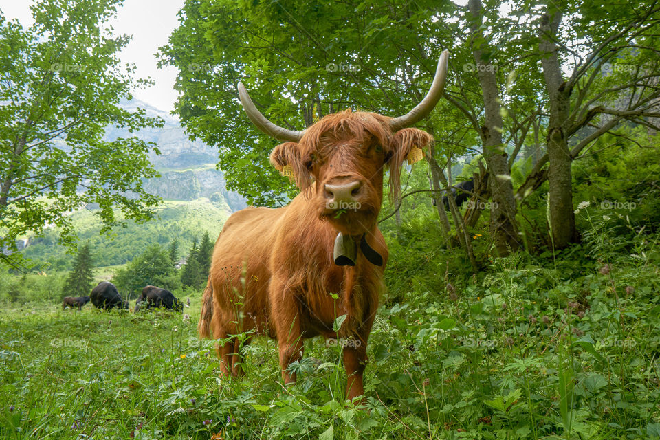 Grass, Cow, Mammal, Agriculture, Cattle