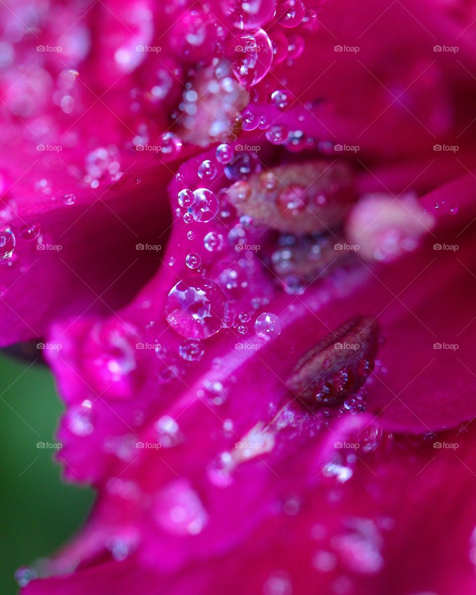 Macro raindrops pink flower 