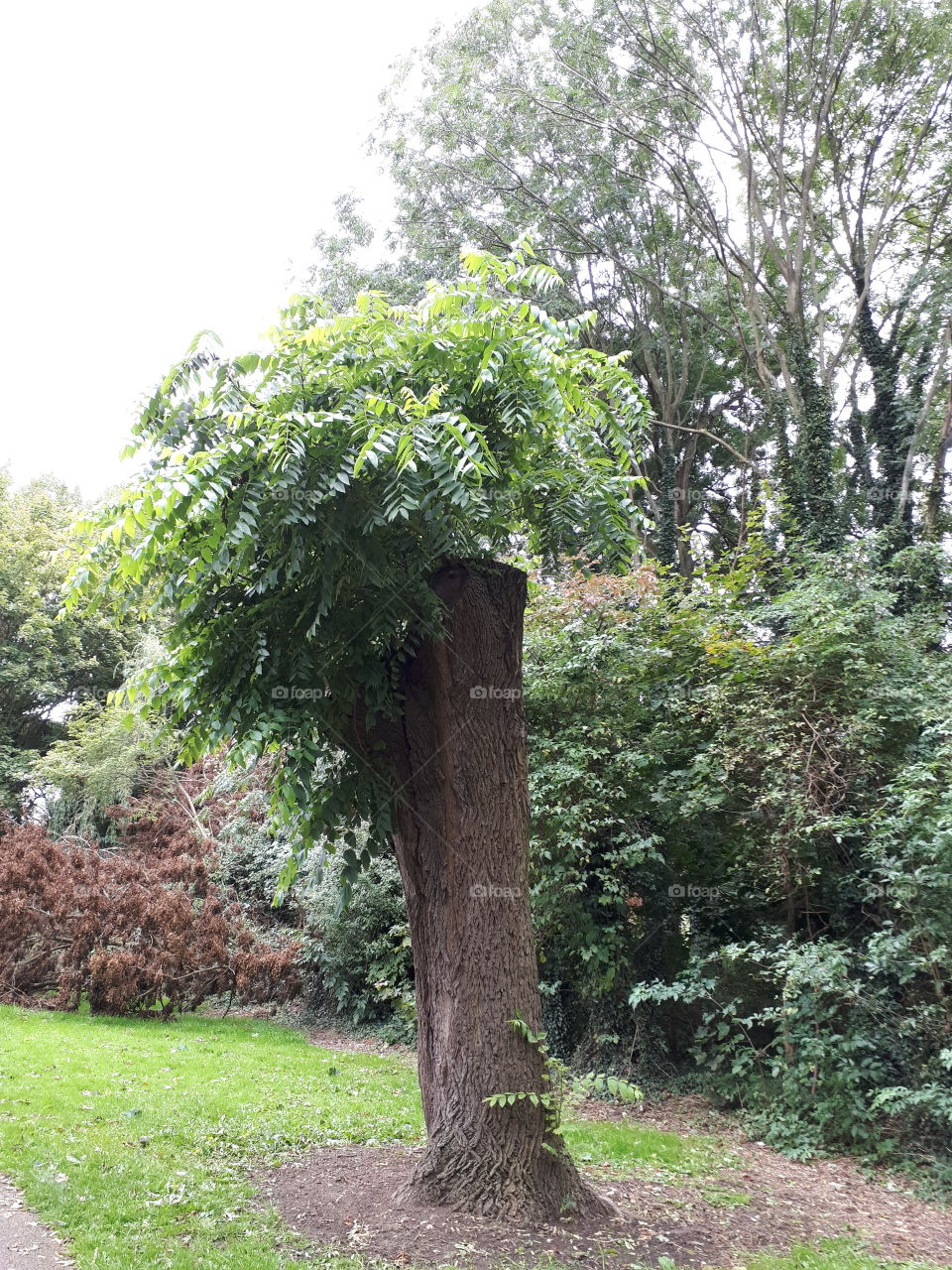 Unusual Tree