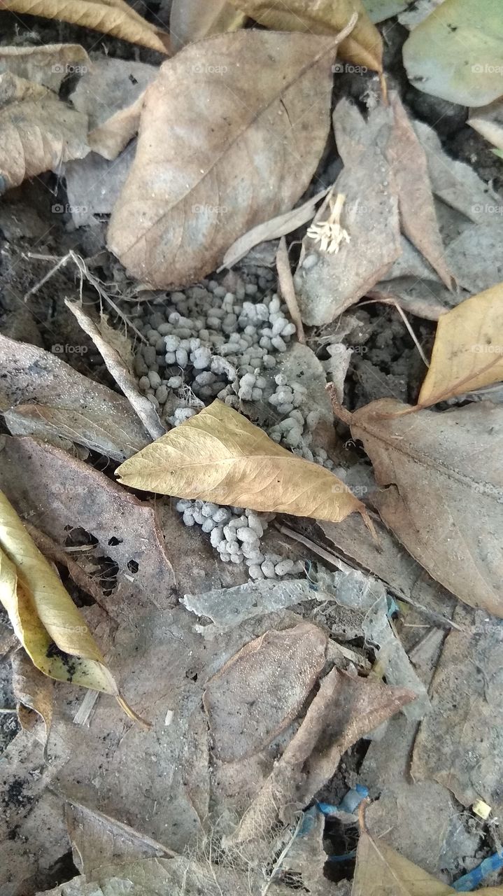 tree's leaf like wallpaper