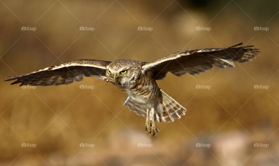 Burrowing Owl with Grasshopper for Young