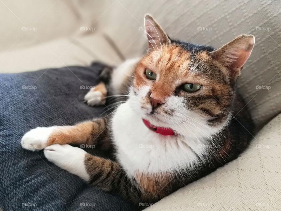 Cat sitting on the sofa.