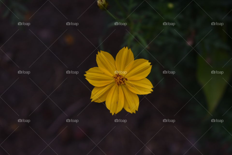 flower photography