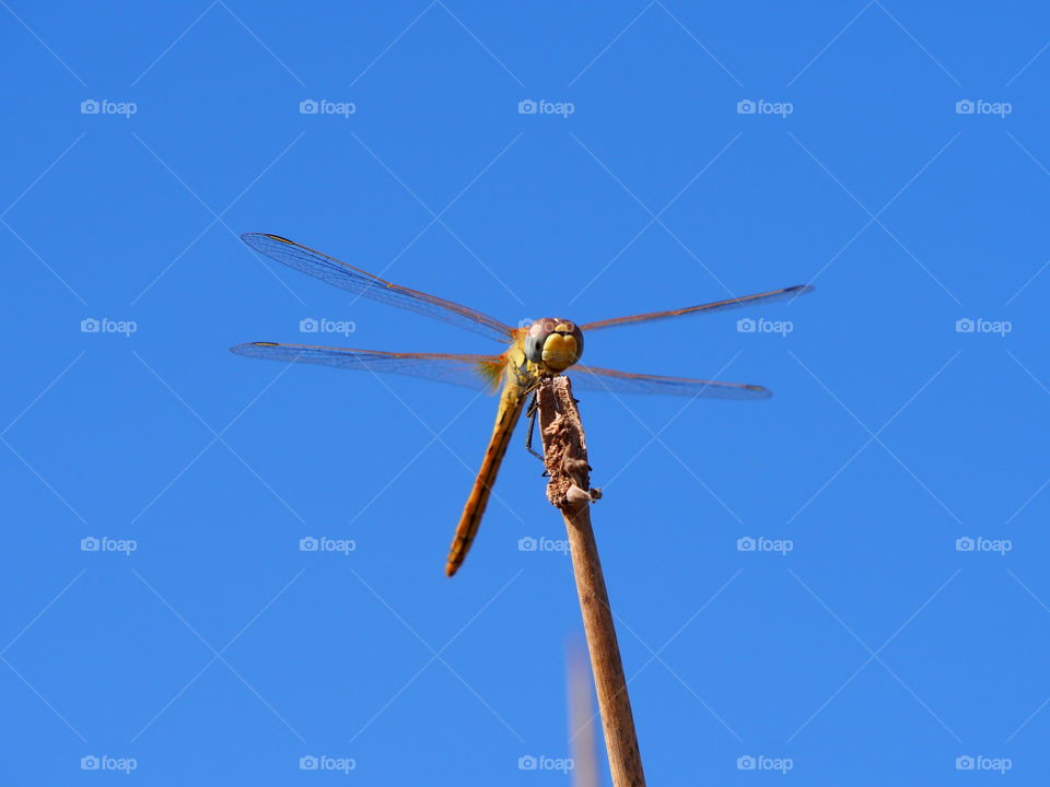 Low angle view of dragonfly