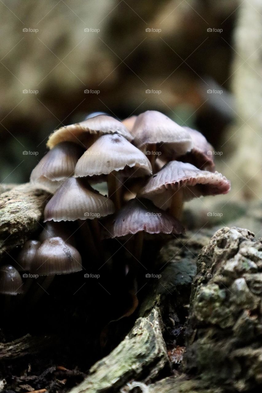 Many mushrooms in the forest 